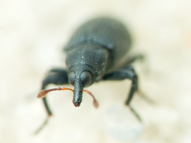 Magdalis (Edo) ruficornis (Linnaeus, 1758)